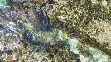 mer tortue nager à travers cristal mer des eaux et vagues dans Taïwan xiaoliuqiu video