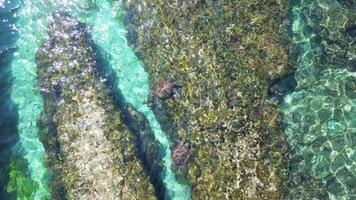mer tortue nager à travers cristal mer des eaux et vagues dans Taïwan xiaoliuqiu video