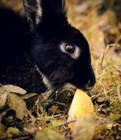 Black Rabbit eating an apple photo