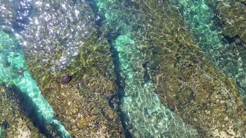 mer tortue nager à travers cristal mer des eaux et vagues dans Taïwan xiaoliuqiu video