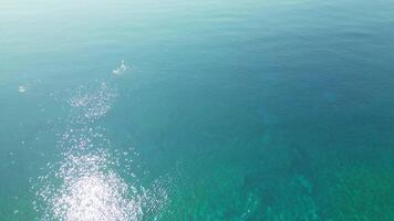havet lugn, fredlig simning scener från ovan på klar vatten i taiwan video