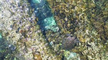 zee schildpad zwemmen aan de overkant kristal zee wateren en golven in Taiwan xiaoliuqiu video