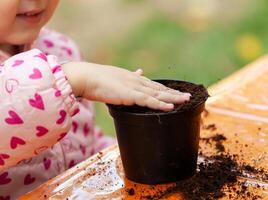 ver de niñito niño plantando joven remolacha planta de semillero en a un fértil suelo. foto