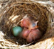 Baby blackbirds in the nest photo