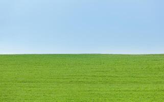 Background of green field with blue sky photo
