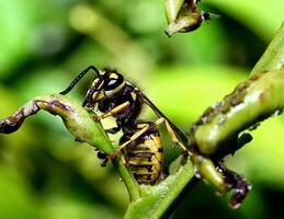 Macro of an wasp photo