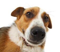 Mongrel stray dog photo
