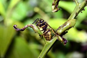 Vig yellow wasp photo