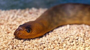 Argyrogena fasciolata or Banded Racer snake photo