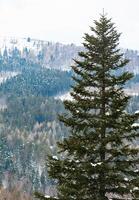 Spruce covered with snow in the tourist resort of Abetone in Italy photo
