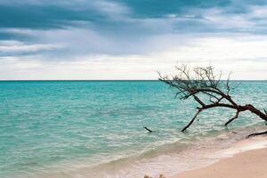 Tree on the shore of the Maldivian beach. Dark, cloudy and threatening sky. photo