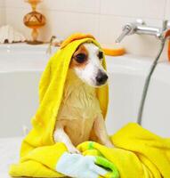 Dog taking a bath in a bathtub photo