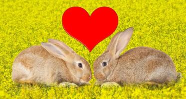 Tow cute rabbits in love photo