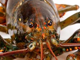 Macro of living lobster photo