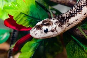 pantherophis obsoleta o rata serpiente foto