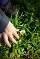Baby hand with daisy flower photo