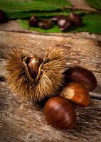 Chestnuts and chestnut bur. photo