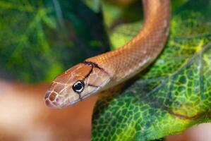 indonesio joyería serpiente o celognato subradiato. foto