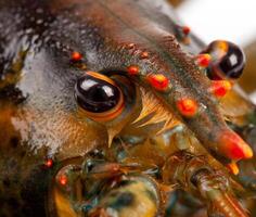 Macro of living lobster photo