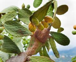 Prickly pear cactus photo