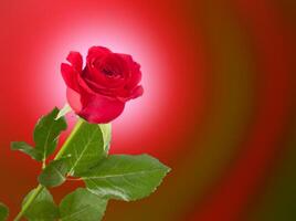 One red rose photo