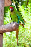 Macaw Parrot bird. photo