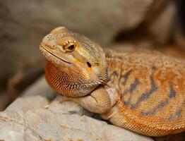 Agama or bearded dragon photo