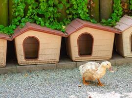 Kennels for ducks in cheerful farm photo