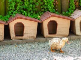 residencia canina para patos en alegre granja foto