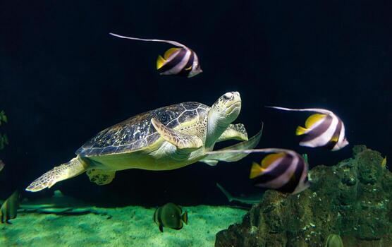 View of a Loggerhead sea turtle photo