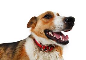 Mongrel stray dog photo