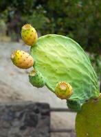 Prickly pear cactus photo