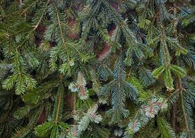 Background of Christmas tree branches photo