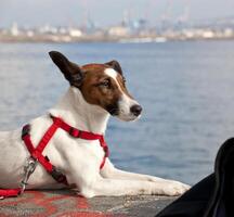 Portrait of a Jack Russel dog photo