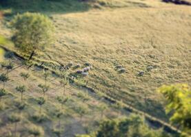 Flock of sheep in a Tuscan hill with tilt and shift effect photo
