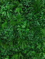 Natural background with tropical green leaves. Abstract nature pattern with tropical texture. photo