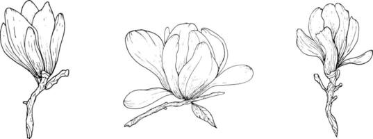 Monochrome flowers and branches of magnolia, hand drawn. Magnolia outline,black and white illustration of magnolia flowers and branches vector