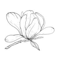 Monochrome flowers and branches of magnolia, hand drawn. Magnolia outline,black and white illustration of magnolia flowers and branches vector