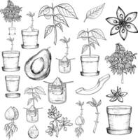 aguacate colocar. todo palta, mitades de aguacate y hojas. mano dibujado botánico elementos . gráfico frutas en Clásico estilo. monocromo lineal ilustración. vector