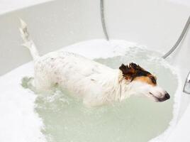 Dog taking a bath in a bathtub photo