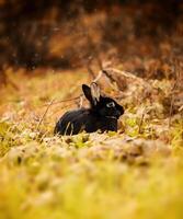 Black Rabbit in autumn photo