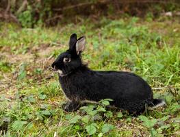 negro Conejo corriendo en el bosque. foto