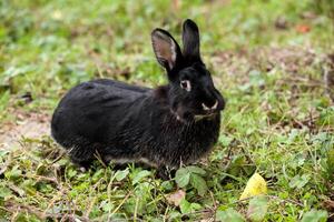 negro Conejo corriendo en el bosque. foto