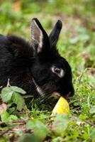 Black Rabbit eating an apple. photo