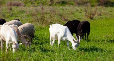 Goats and Sheep eating grass photo