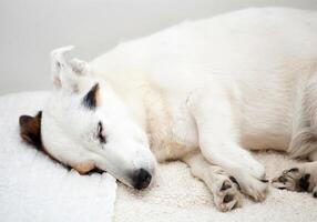 Jack Russell dog sleeps on a white couch. photo