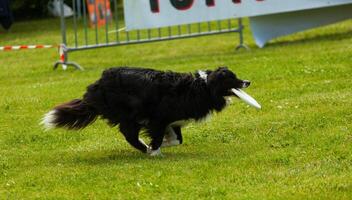 perro border collie con frisbee foto