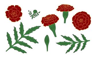 Set of Brown Marigolds, Flowers, Leaves, Buds vector