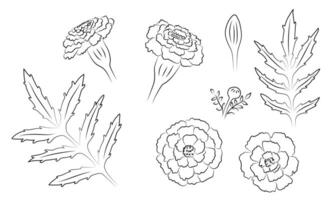 Set of Contour Marigolds Flowers Leaves Buds vector