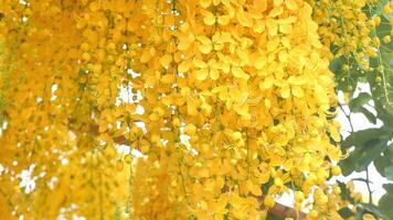 Yellow flowers bloom in summer. video